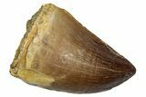 Fossil Mosasaur (Thalassotitan) Tooth - Morocco #345160-1